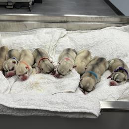 Female - Gray and white female Siberian Husky puppy in Prosper, Texas from Sibifox Siberians