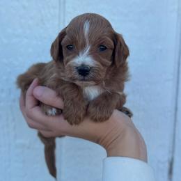 Toffee - Apricot male Cavapoo puppy in Ville Platte, Louisiana from The Barkery