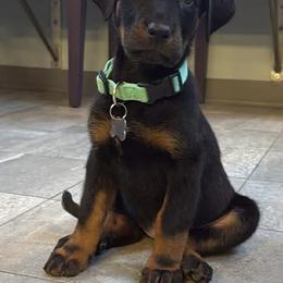 Annie - Black and tan female Beauceron puppy in Patten, Maine from Beaucerons De La Valle Katahdin