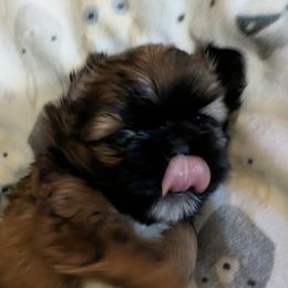 Shih Tzu Puppies from Ming Xing Shih Tzu
