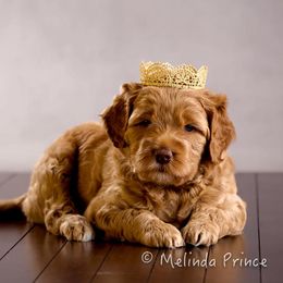 Australian Labradoodle Puppies from Coastal Labradoodles