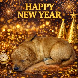 Gingerbread - Apricot male Goldendoodle puppy in Houston, Texas from Golden Life Doodles