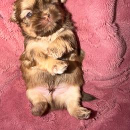 Bear - Liver male Shih Tzu puppy in Bakersfield, California from Little pumpkin Shih Tzu’s