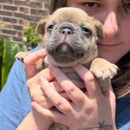 El Jefe - Fawn and white male French Bulldog puppy in Spring, Texas from Amanda's French Bulldogs