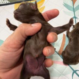 Boy 3 - Chocolate male Shih Tzu puppy in Ocala, Florida from Mimi's Shih-tzus of Ocala
