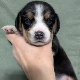 Green Collar Boy - Black tan and white male Beagle puppy in High Point, Ohio from Copper Sky Beagles