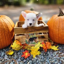 High Roller - Gray and white male American Corgi puppy in Cameron, North Carolina from Butts Family Corgis