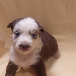 Muffin - Red merle Australian Shepherd puppy in Sanger, California from A&M Australian Shepherds