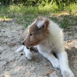 Phoenix Down - Sable merle and white male Collie puppy in Bamberg, South Carolina from Shakhor Ohr Collies and Pomeranians