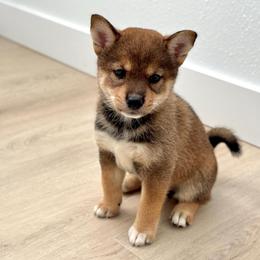 Ayumi - Sesame female Shiba Inu puppy in Houston, Texas from Sakura Blossom Shibas