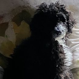 Goldendoodles from Darling Doodles