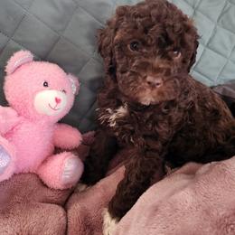 Artemis - Brown female Lagotto Romagnolo puppy in Elgin, Texas from Moreno Casa De Honos