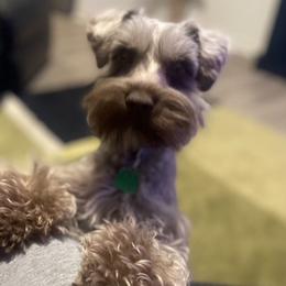 Bishop - Miniature Schnauzer