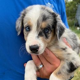 Boy 3 - Blue merle male Border Collie puppy in Shawnee, Oklahoma from Cross K Working Collies - Pure Bred Border Collies