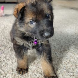 German Shepherd Puppies from Inferno Shepherds