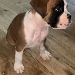 Boxer Puppies from Von Royal Dell'Infinito Deutscher