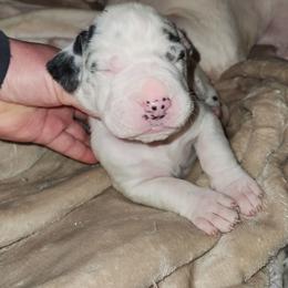 Harlequin Female 1 - Harlequin female Great Dane puppy in Gig Harbor, Washington from Lakaya Danes