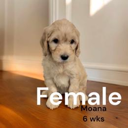 Goldendoodle Puppies from Stacy Warwick