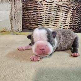 Indigo - Blue male Boston Terrier puppy in Clarksburg, West Virginia from Pawprints Boston Terriers