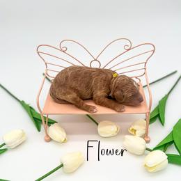 Flower - Red  female Goldendoodle puppy in Wooster, Ohio from Cynology Doodles