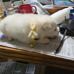 Daisy Ahsoka - White and biscuit female American Eskimo Dog puppy in Grants Pass, Oregon from SnH Eskies
