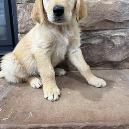 Golden Retriever Puppies from RuTess Goldens