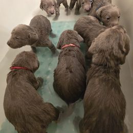 Labrador Retriever Puppies from Ellis Labs