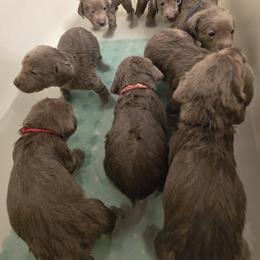 Labrador Retriever Puppies from Ellis Labs