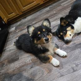 Fluffy boy (green) - Black and tan male Pembroke Welsh Corgi puppy in Necedah, Wisconsin from The 6Ks Paws and Hobbies