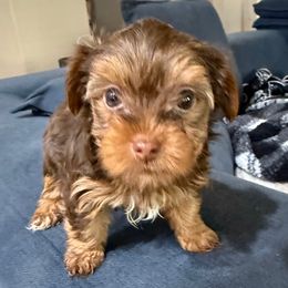 Chocolate - Chocolate and tan male Yorkshire Terrier puppy in North Las Vegas, Nevada from KD's Yorkshire Terriers