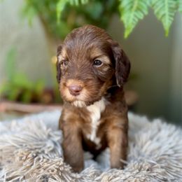 Dollar - Chocolate male Australian Labradoodle puppy in Morgan Hill, California from Loving Labradoodle
