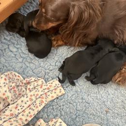 Girl 1 - Black and tan female Dachshund puppy in Coventry, Connecticut from Rodina Kennels