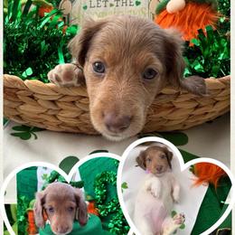 Agatha - Piebald female Dachshund puppy in Pittsburg, California from Super Hero Dachshunds