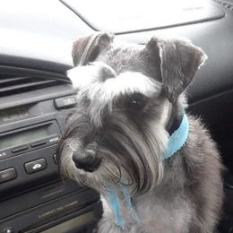 Gatsby - Miniature Schnauzer