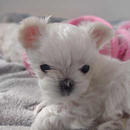 Companion Cross, Mal-Shi, Maltese, Maltipoo, Morkie, and Shih Tzu Puppies from Seeking Shalom Acres Maltese, Maltipoos & Havamalts