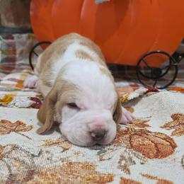 Dolly - Red and white female Basset Hound puppy in Bellaire, Ohio from Blessed Bassets
