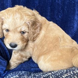 Boy 4 - Apricot Goldendoodle puppy in Lexington, North Carolina from Sages Doodles and Poodles of NC