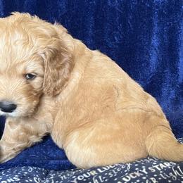 Boy 4 - Apricot Goldendoodle puppy in Lexington, North Carolina from Sages Doodles and Poodles of NC