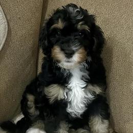 Lilly - Tri-color female Bernedoodle puppy in Mount Pleasant, Texas from Hilary’s Doodle Ranch