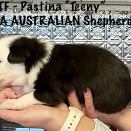Girl 1 - Australian Shepherd puppy from XA AUSTRALIAN SHEPHERDS