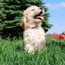 Flame - Cream male Goldendoodle puppy in Harrisburg, Nebraska from Wildcat Hills Doodles