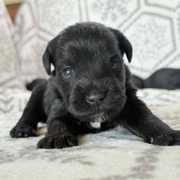 Girl 1 - Black female Miniature Schnauzer puppy in Snowflake / Phoenix, Arizona from Snowflake Schnauzers