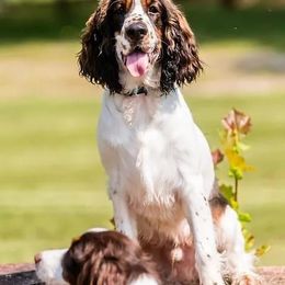 Nash - English Springer Spaniel
