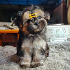 Companion Cross, Havanese, Mal-Shi, Maltese, Maltipoo, Morkie, and Shih Tzu Puppies from Seeking Shalom Acres Maltese, Maltipoos & Havamalts