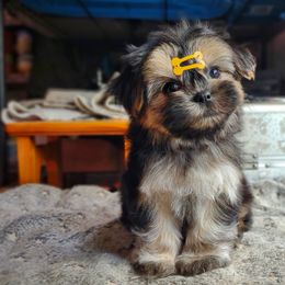 Companion Cross, Havanese, Mal-Shi, Maltese, Maltipoo, Morkie, and Shih Tzu Puppies from Seeking Shalom Acres Maltese, Maltipoos & Havamalts