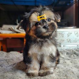 Companion Cross, Havanese, Mal-Shi, Maltese, Maltipoo, Morkie, and Shih Tzu Puppies from Seeking Shalom Acres Maltese, Maltipoos & Havamalts