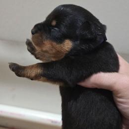 Boy 1 - Black and mahogany male Rottweiler puppy in San Antonio, Texas from HAUS OF RZA