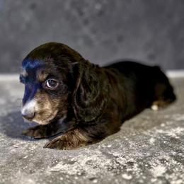 Girl 1 - Black and cream female Dachshund puppy in Fredonia, Arizona from Desert Horizon Dachshunds