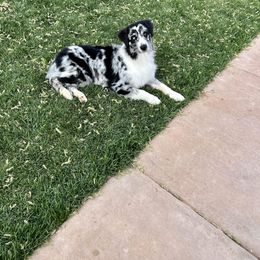 Australian Shepherd Puppies from Rock Canyon Australian Shepherds