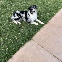 Australian Shepherd Puppies from Rock Canyon Australian Shepherds